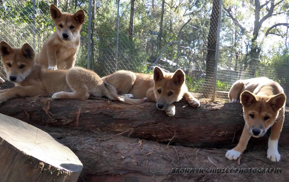 Dingo Sanctuary景点图片