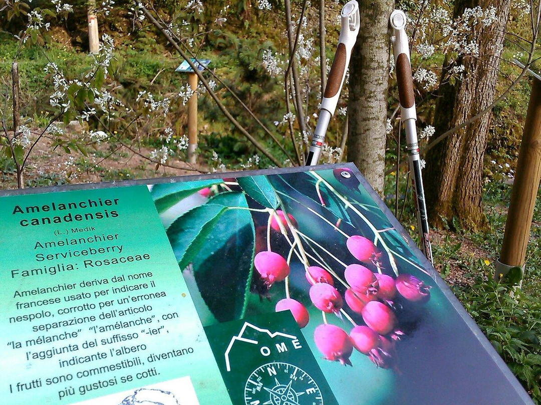 Orto Botanico delle Conifere景点图片