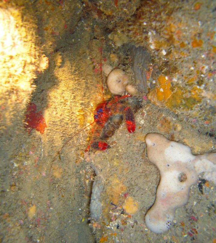 Pinna Nobilis Divers Club-Petrosino必去景点