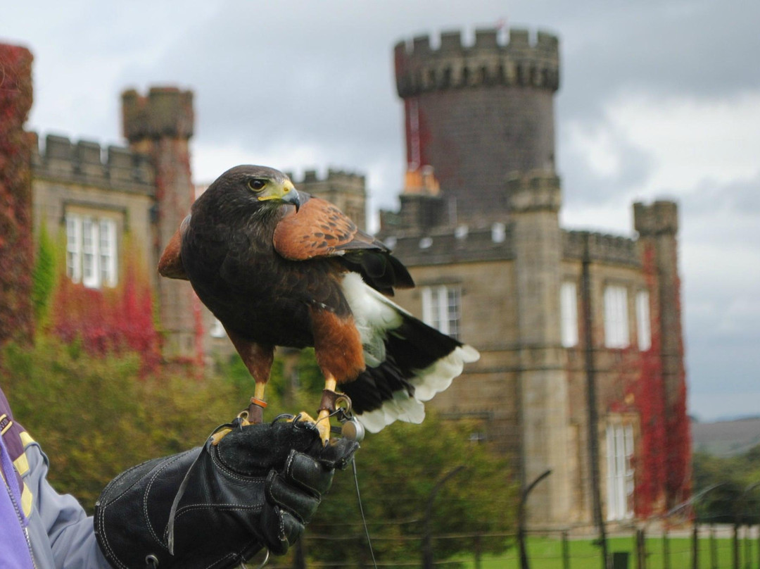 Swinton Park Birds of Prey景点图片