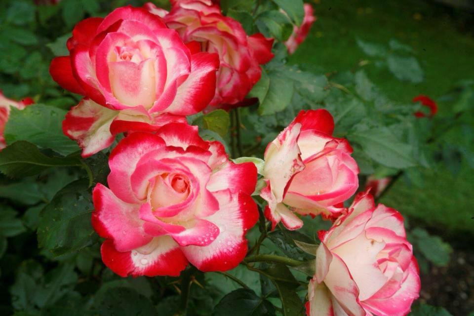 Fuller Gardens-North Hampton必去景点