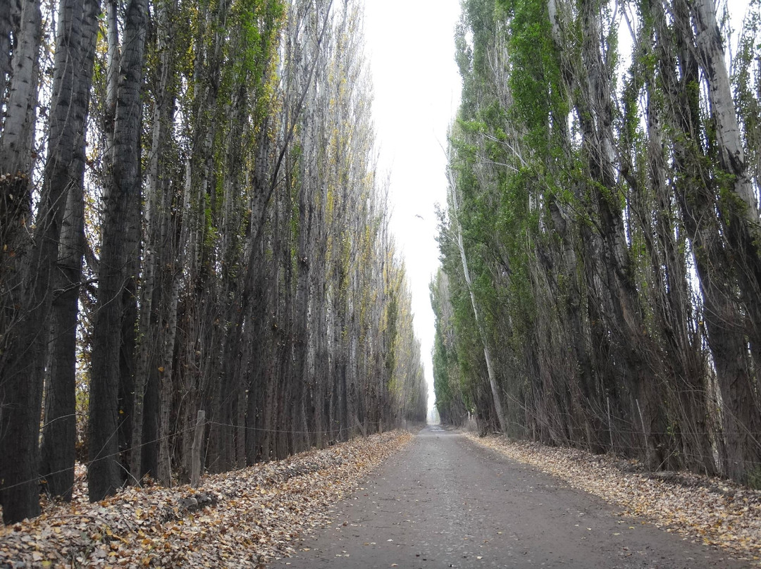 General Roca旅游攻略图片