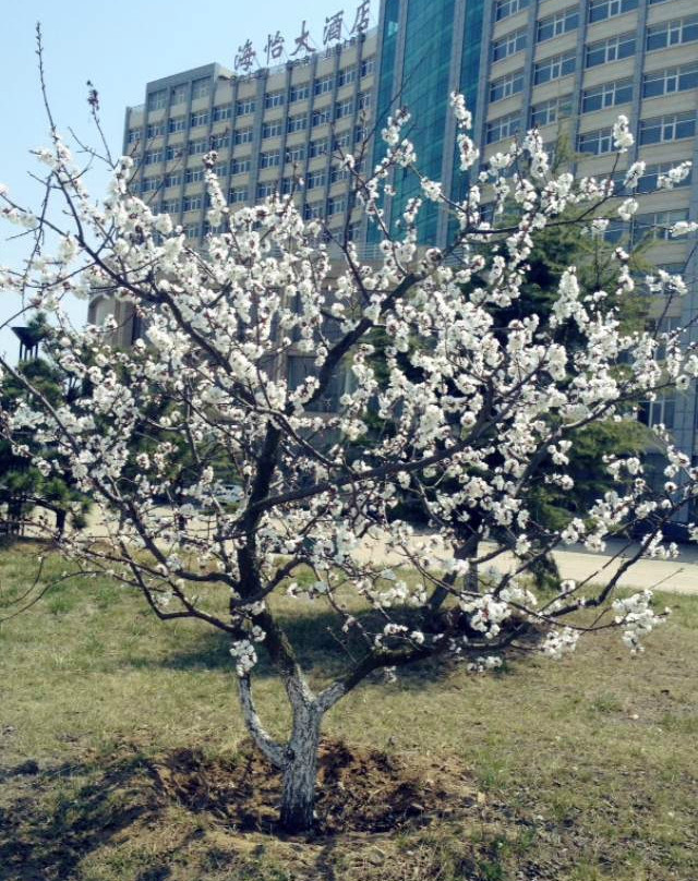 海怡大酒店主图