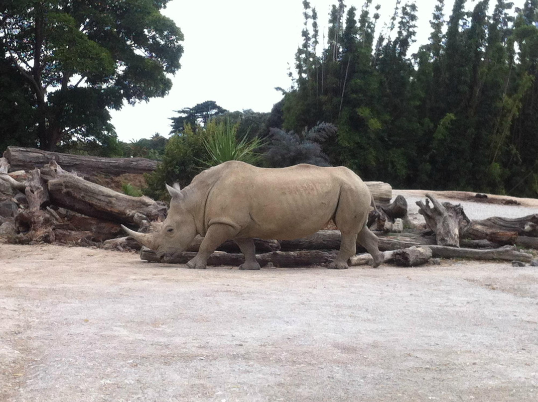 奥克兰动物园-奥克兰中心地区必去景点