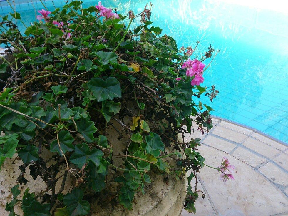 Villa Bakfar Tavor主图