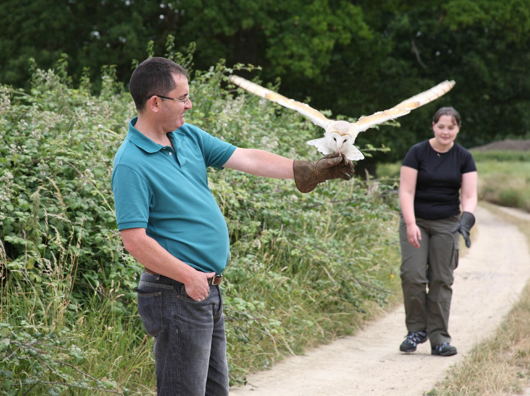 Ben Long Falconry Courses and Experience Days-Quedgeley必去景点