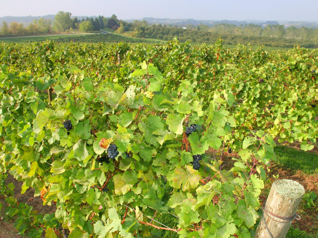 Lawton Ridge Winery景点图片
