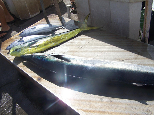 Live Bait Sport Fishing-怀厄奈必去景点