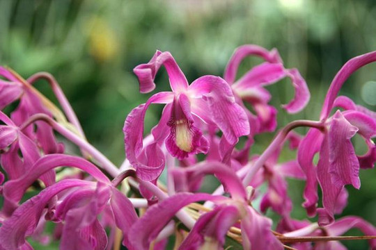 Santa Barbara Orchid Estate-圣巴巴拉必去景点