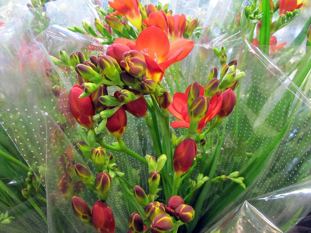 San Francisco Flower Mart-旧金山必去景点