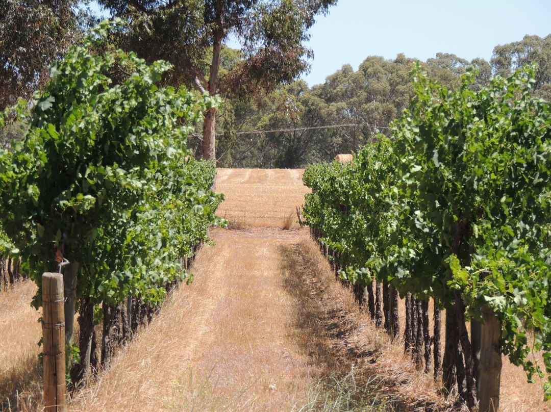 Premium Wine Tours by Scott Ninnis - Private Tours-阿德莱德必去景点