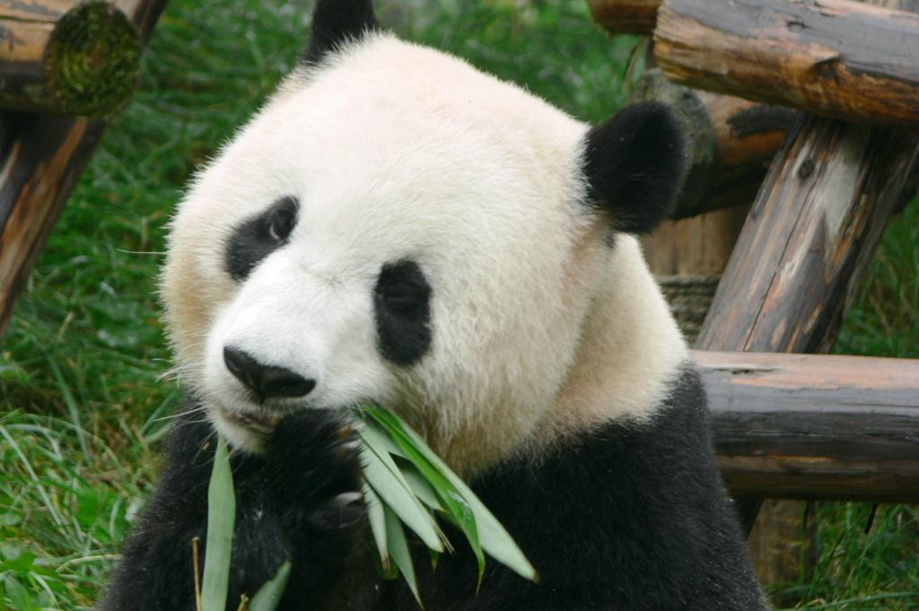 卧龙自然保护区景点图片