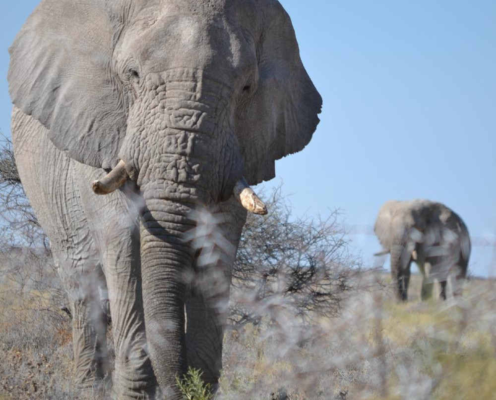 Rhino Africa Safaris-开普敦中心区必去景点