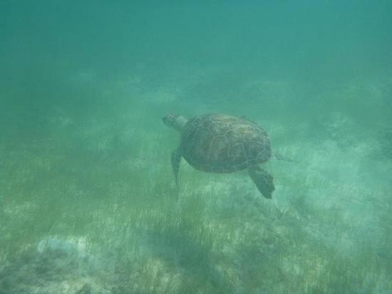 Clearwater Beach-百慕大必去景点