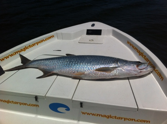 Puerto Rico Magic Tarpon-圣胡安必去景点