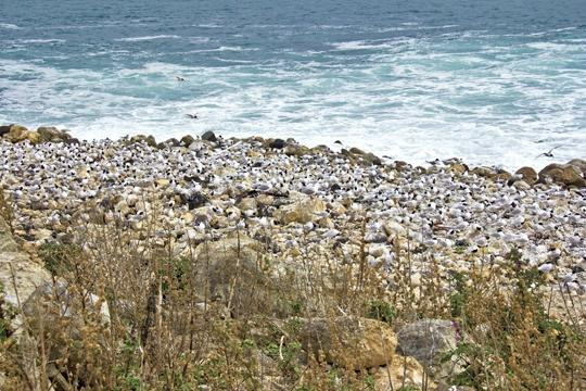 Aramoana Beach-但尼丁必去景点