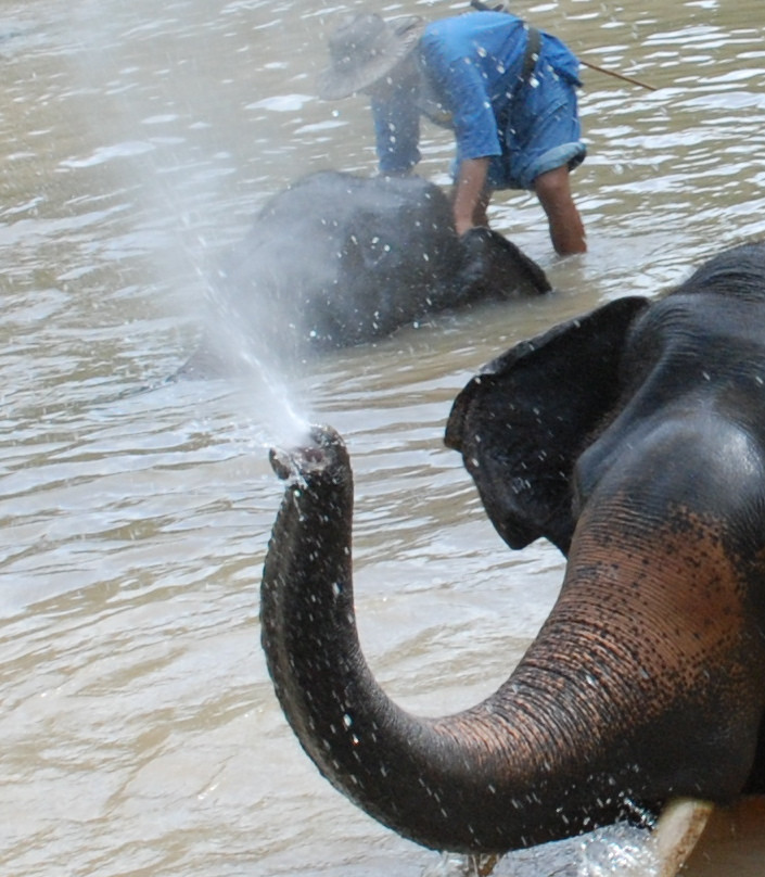 Thai Elephant Conservation Center-南邦必去景点
