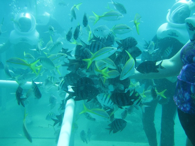 Sea Trek St. Maarten景点图片
