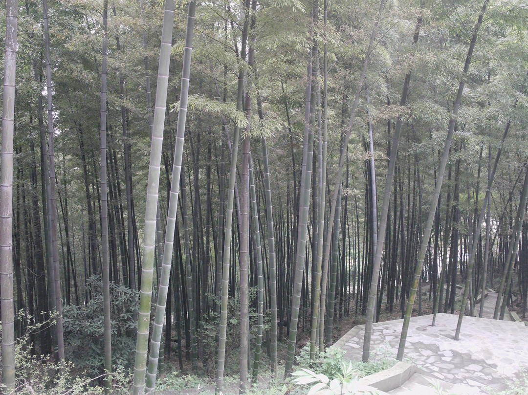 茶山竹海景点图片