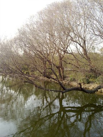 共青森林公园-上海市必去景点
