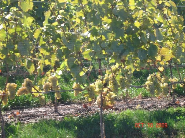 Cattail Creek Winery-滨湖尼亚加拉必去景点