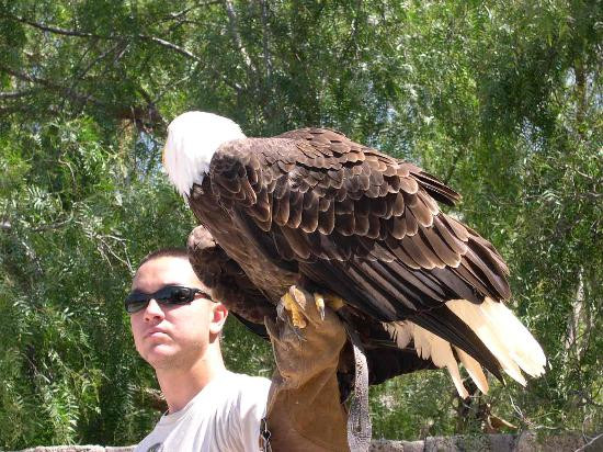 Parque Ecologico Las Aguilas del Teide-特纳里夫必去景点