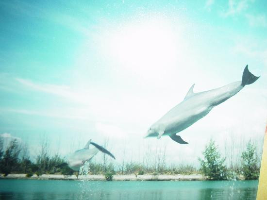 海豚表演-弗里波特必去景点