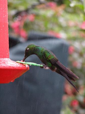 La Paz Waterfall Gardens景点图片