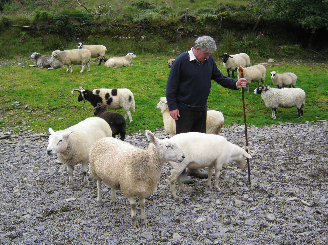 Kells Sheep Centre景点图片