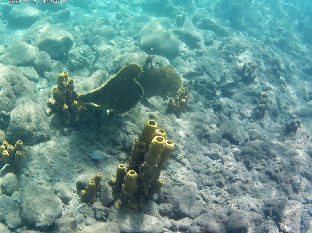 Donny's Snorkel Center-Pointe Michel必去景点