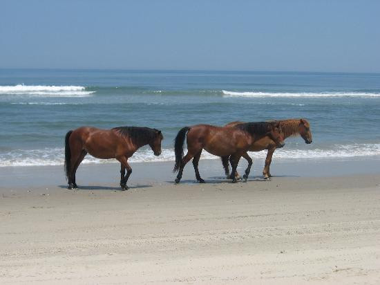 野马冒险之旅-卡罗拉必去景点