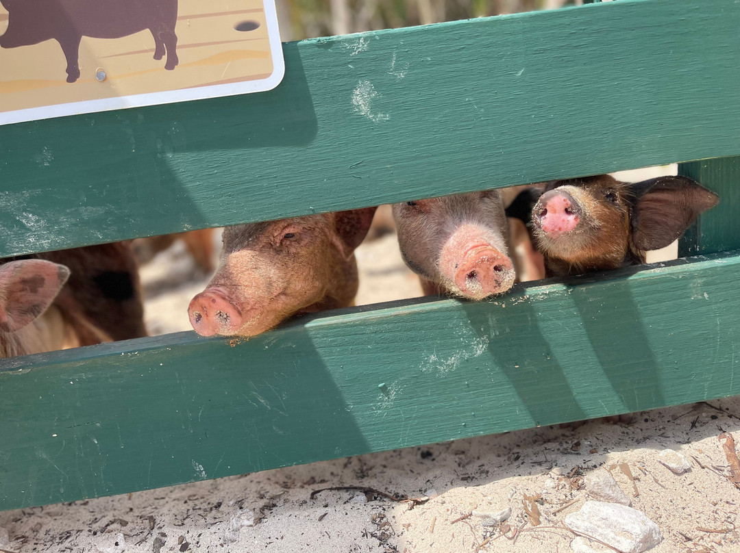 Swimming Pigs Beach Stop and Snorkel Tour Nassau-拿骚必去景点