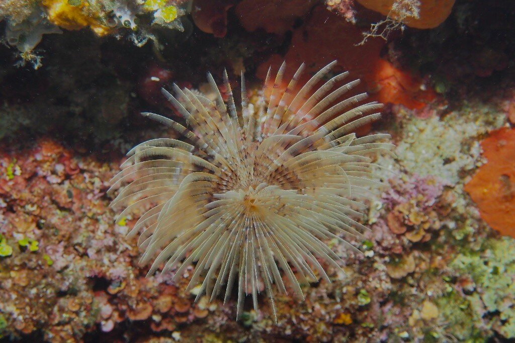 Nautilus Diving Center景点图片