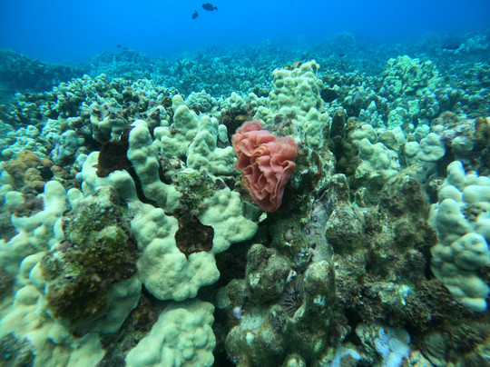 Sammy Scuba Diving-拉海纳必去景点