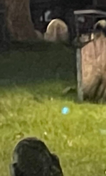 Spellbound Tours-塞勒姆必去景点