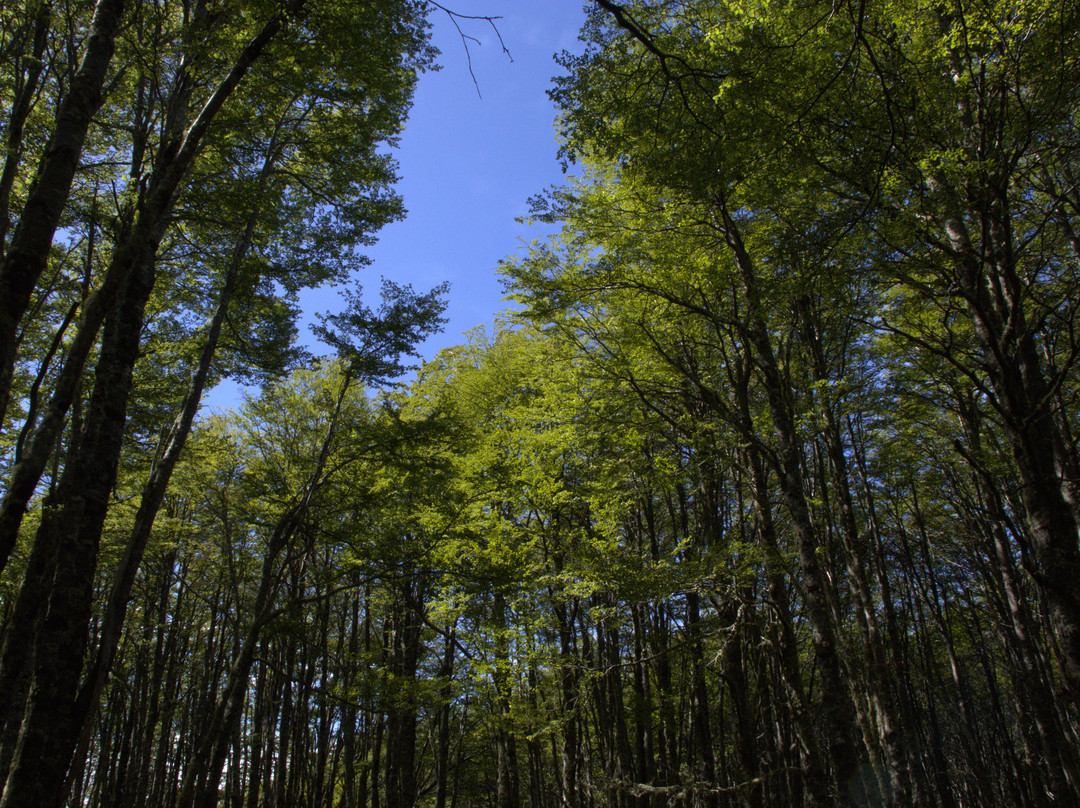 Reserva nacional Magallanes-蓬塔阿雷纳斯必去景点
