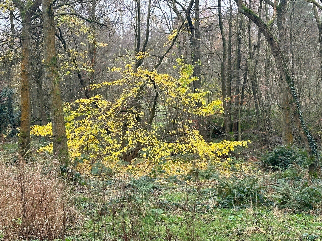 Golden Acre Park-利兹必去景点