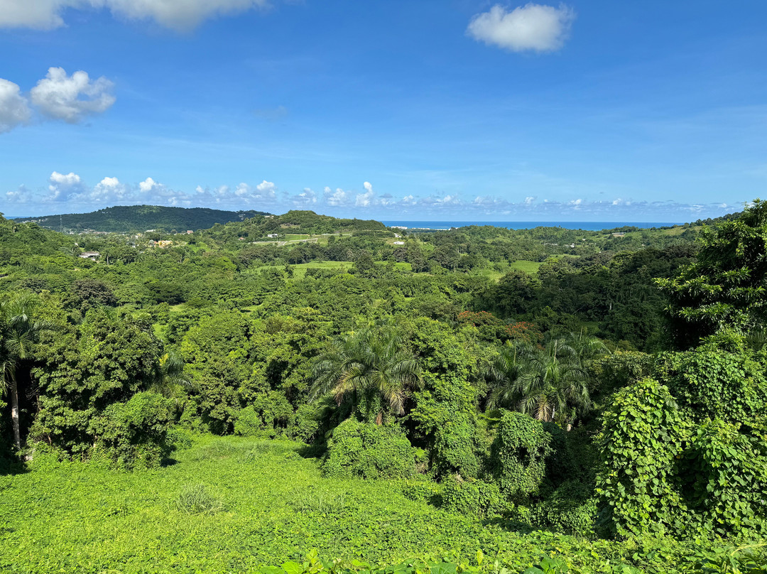 Carabali Rainforest Park景点图片