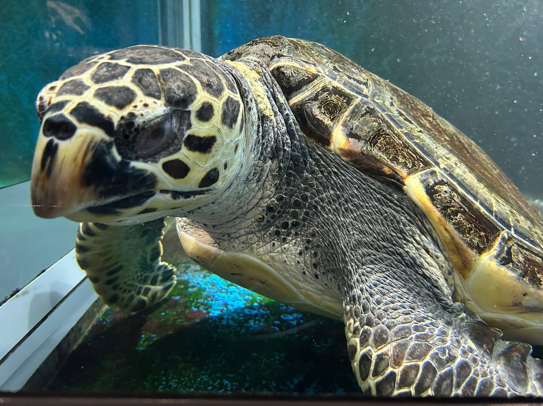 Tsuruoka City Kamo Aquarium景点图片