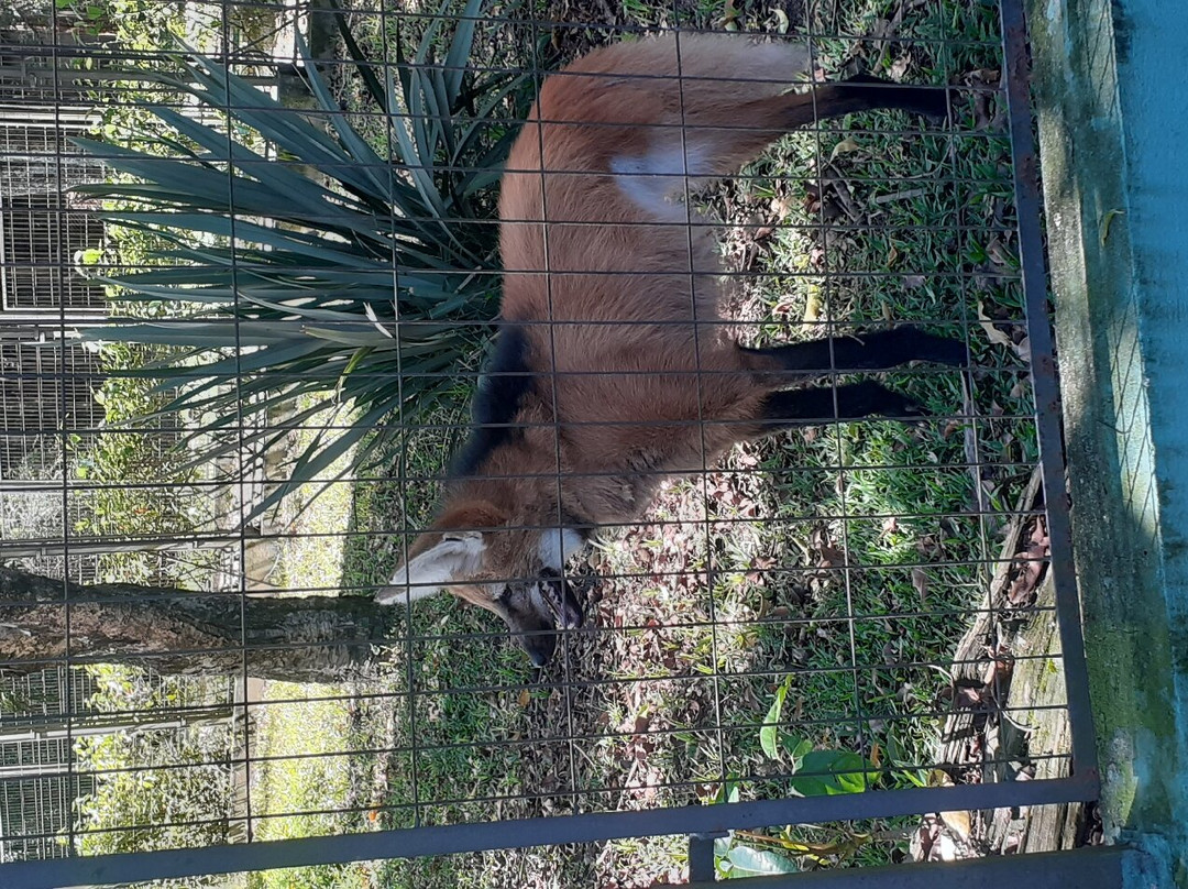 Zoológico Municipal de Guarulhos-瓜鲁柳斯必去景点