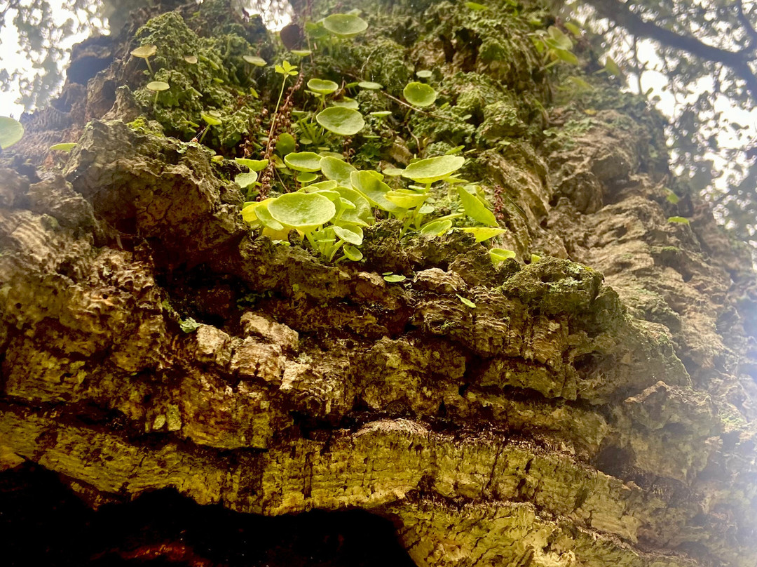 PerNatur - Nature Trails景点图片