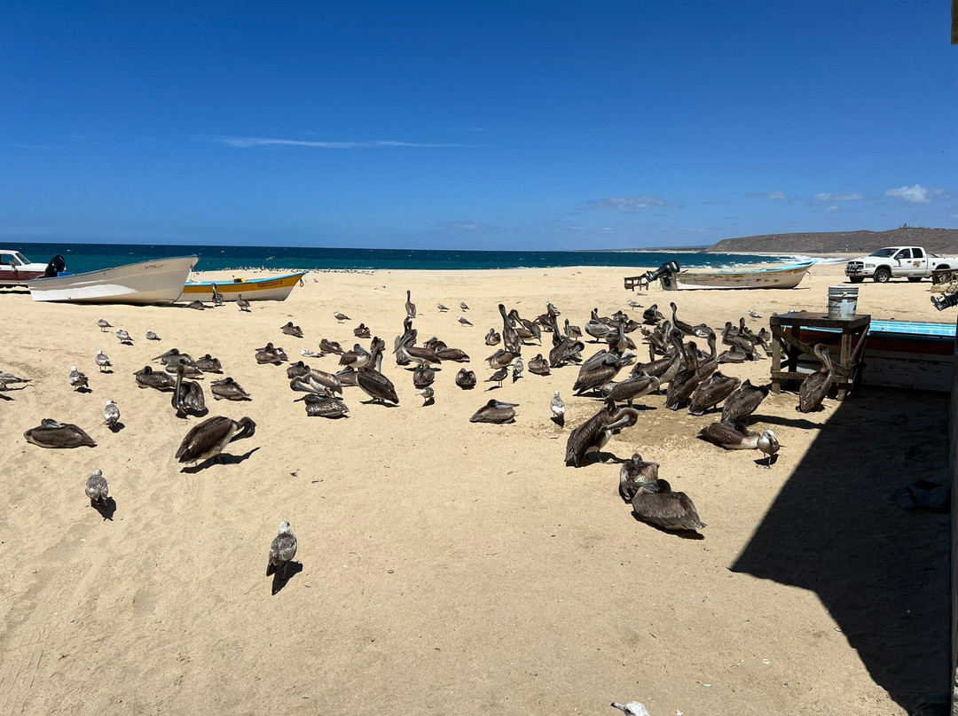 Punta Lobos-托多斯桑托斯必去景点