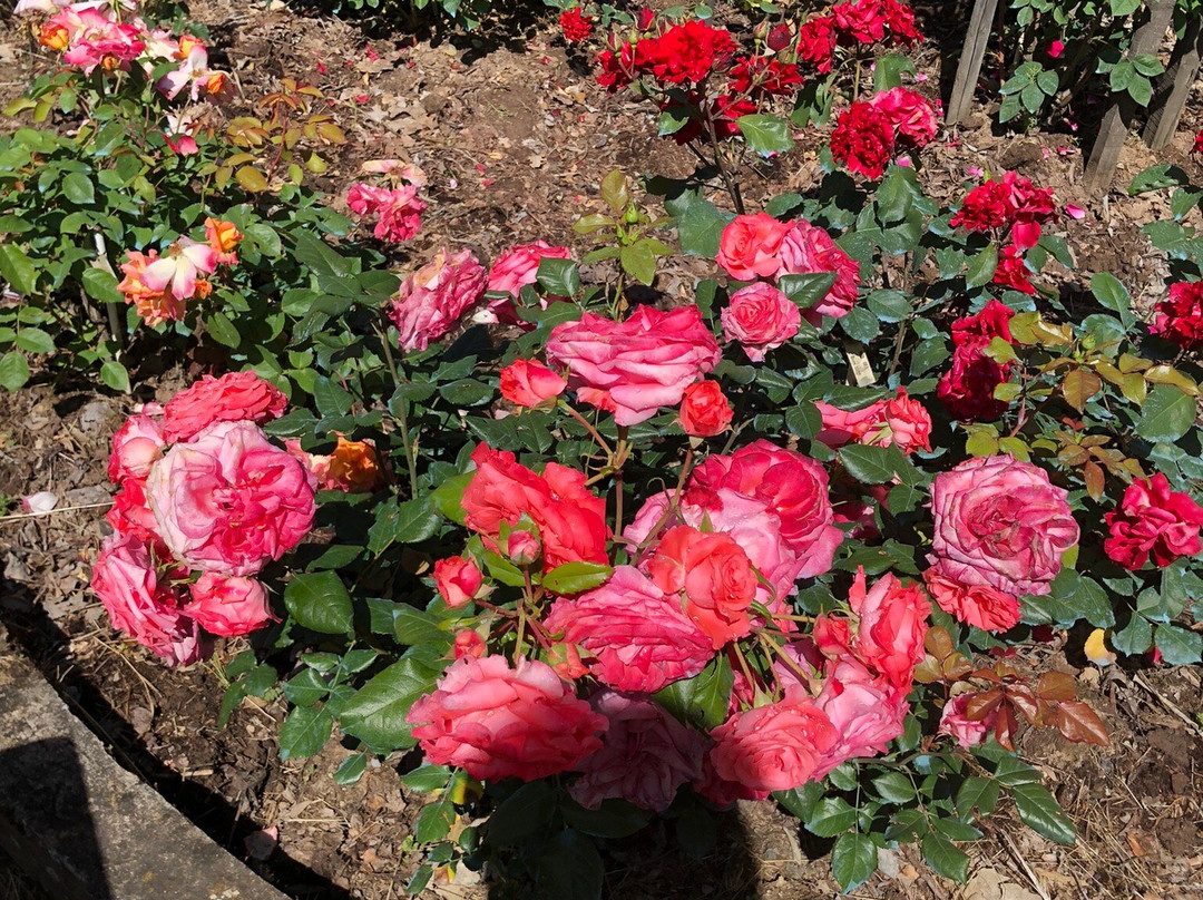 Roseto Botanico Carla Fineschi景点图片