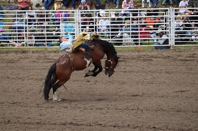 Falkland Stampede-Falkland必去景点