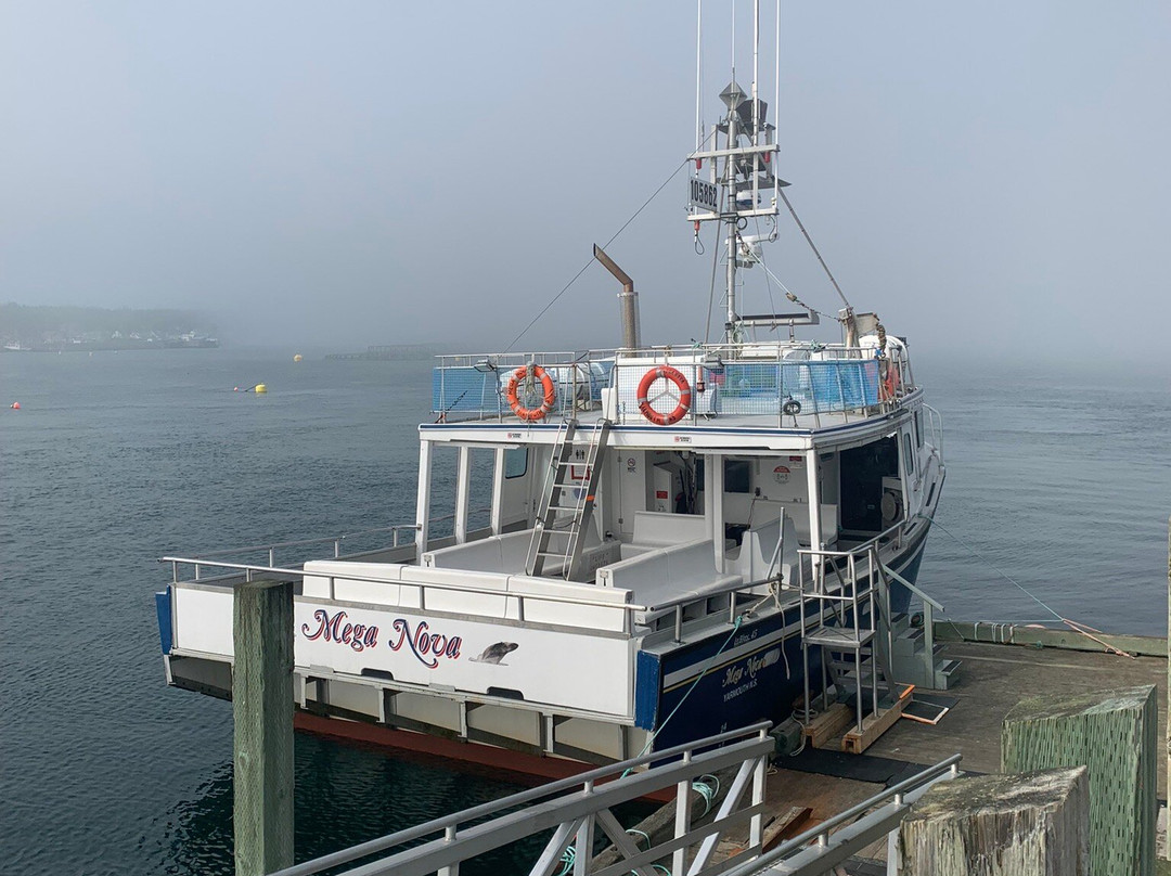 Brier Island Whale and Seabird Cruises-Westport必去景点