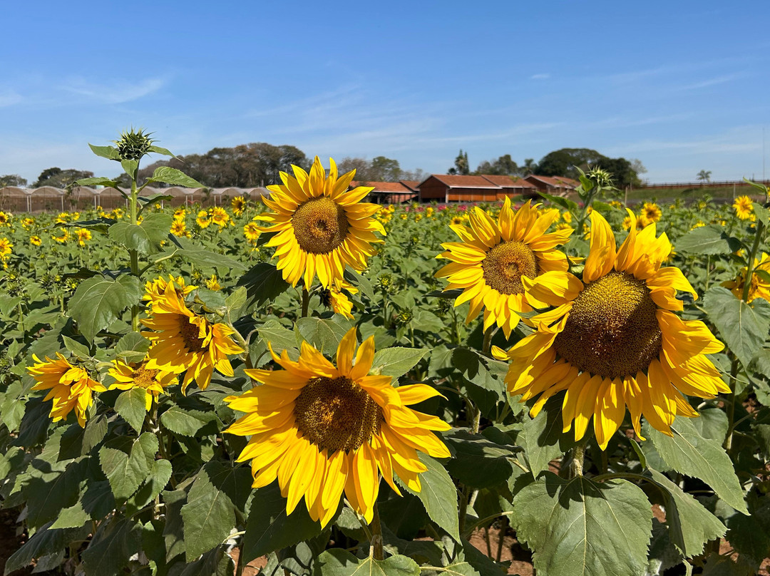 Theos Passeio Turistico-Holambra必去景点
