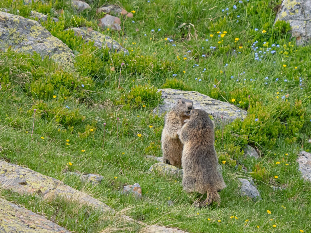 Alpenhotel zur Wildi主图