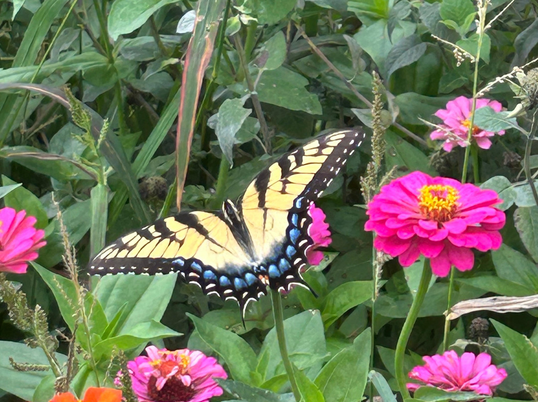 Red Oak Lavender Farm-达洛尼加必去景点