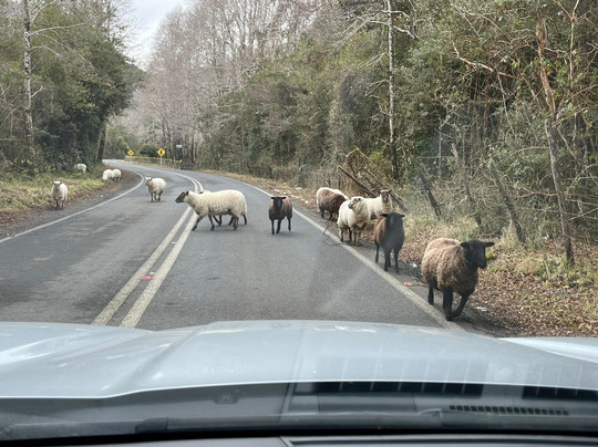 Lago Rupanco-Entre Lagos必去景点