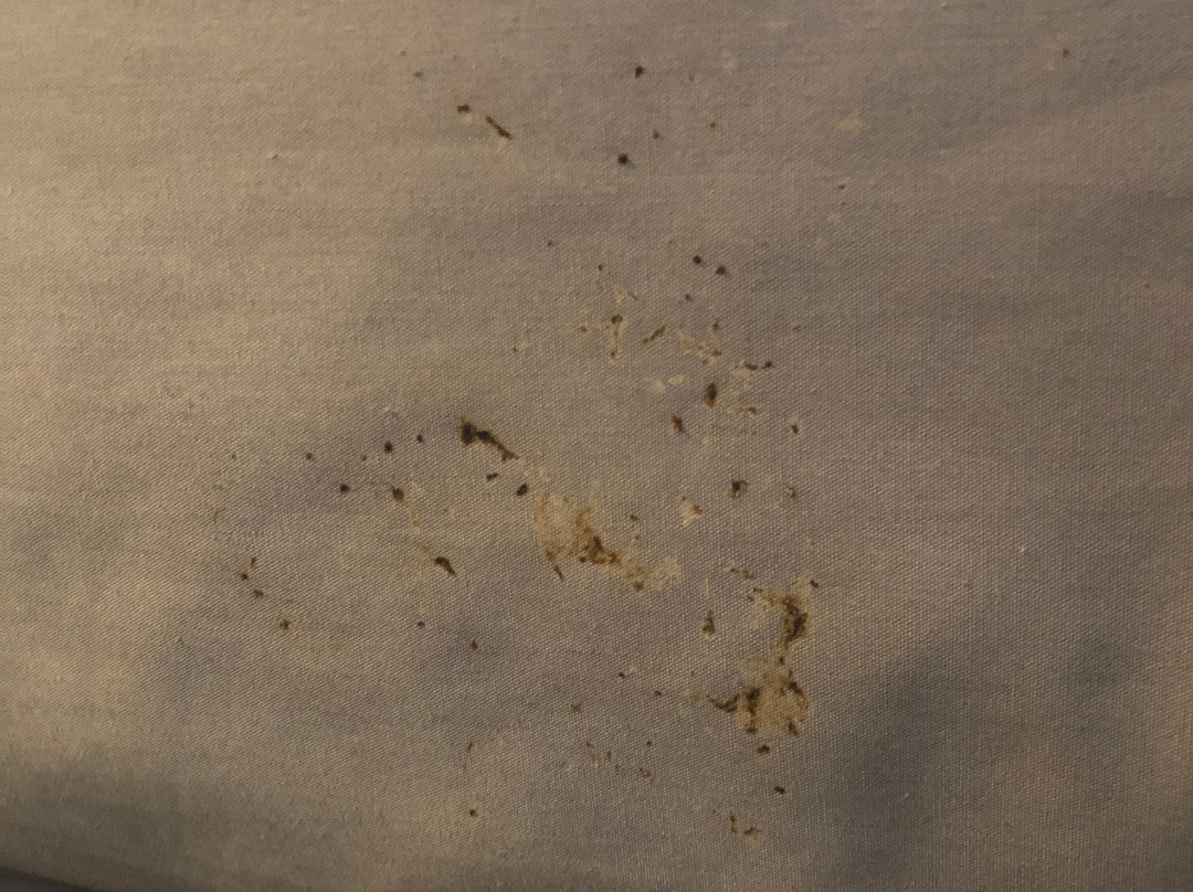 贝塞斯达美利坚饭店主图